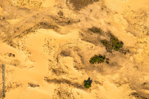 Aerial top down view of yellow desert sand dunes with green trees