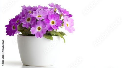 Wallpaper Mural A vibrant bouquet of purple flowers in a simple white pot, ideal for enhancing home decor, gardening-related content, or floral arrangements in marketing materials, Torontodigital.ca