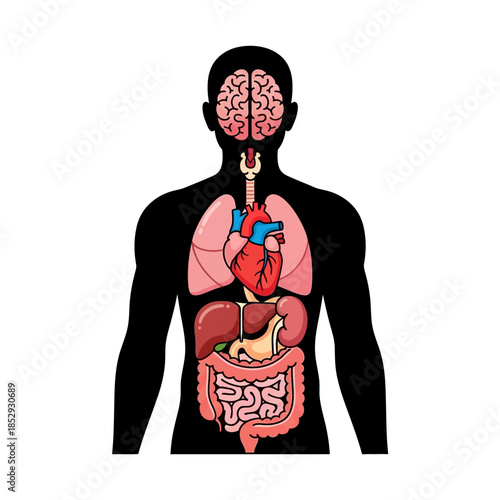 Human body anatomy displaying internal organs for medical and educational presentations showcasing