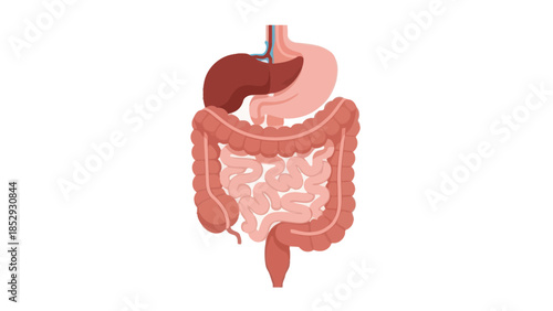Detailed anatomical illustration of the human digestive system emphasizing organs and structure