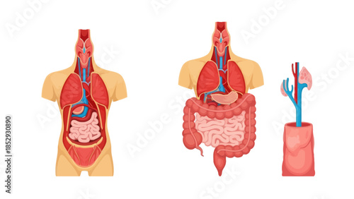Comprehensive Anatomical Illustration of the Human Digestive and Circulatory Systems