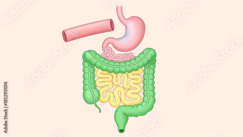Detailed illustration of the human digestive system highlighting stomach intestines and associated