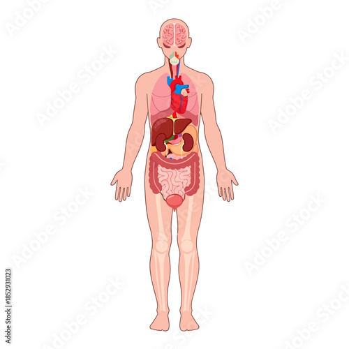 Anatomical visualization showcasing human internal organs with detailed organ placement and