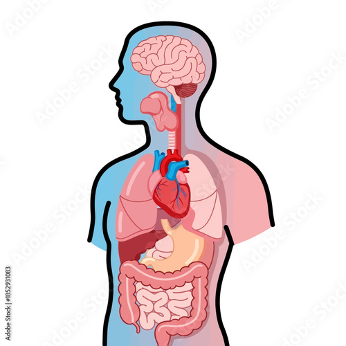 Human anatomy educational diagram illustrating key internal organs for medical study and health