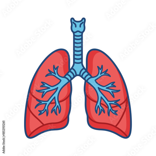 Simplified anatomical illustration showcasing respiratory system with trachea and lungs