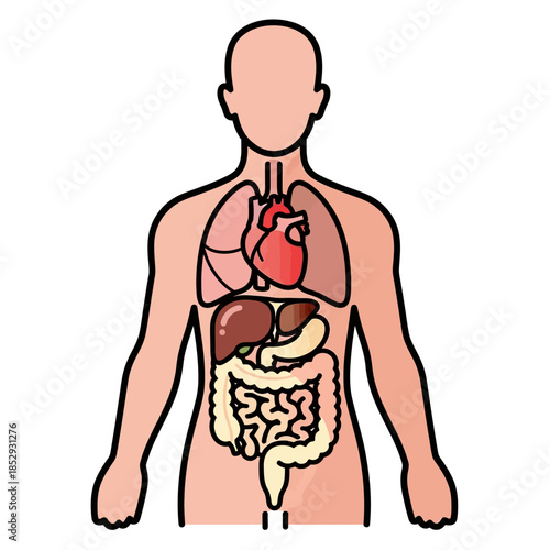 A simplified anatomical illustration showing human organs within the torso region of body