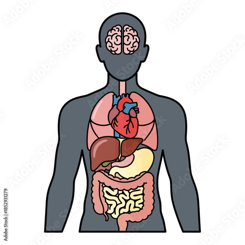 Anatomical depiction showcasing the vital organs of a human body for educational resource
