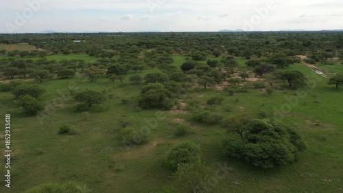 aerial view of african green bush, acacia trees and shrubs, daytime, Botswana, Africa.