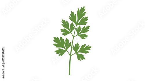Simple and elegant illustration of a single fresh green parsley sprig, featuring delicate leaves branching from a slender stem, symbolizing freshness, culinary garnish, and natural flavor.