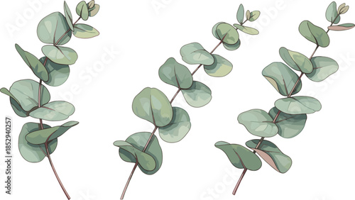 Botanical illustration of eucalyptus branches with rounded greenish-blue leaves and reddish stems for design, decor, and plant identification.