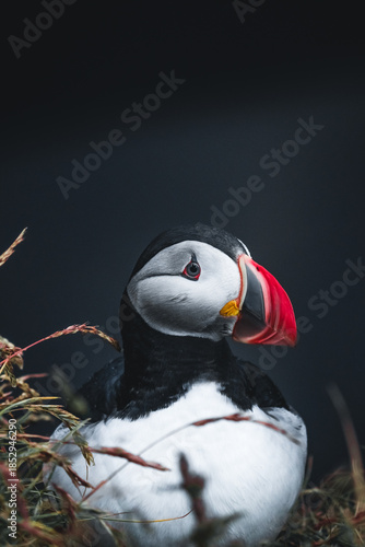 View of a puffin with its striking orange beak and monochrome plumage amidst the dark, rugged cliffs and grassy tufts, South Iceland, Iceland.