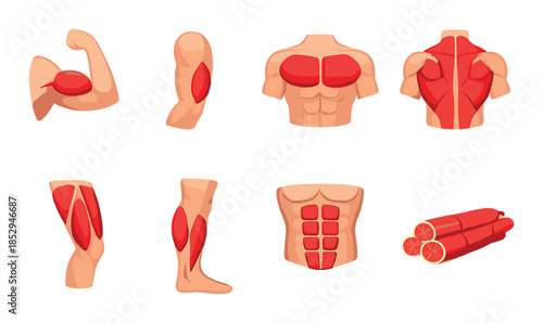 Human muscle anatomy diagram highlighting different muscle groups