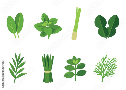 Assorted green herbs on green background - spinach, basil, scallions, lettuce, rosemary, chives, oregano, dill illustration