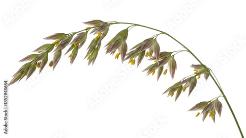 Rye grass isolated on transparent background