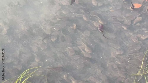 A large swarm of toad tadpoles swimming in shallow pond water