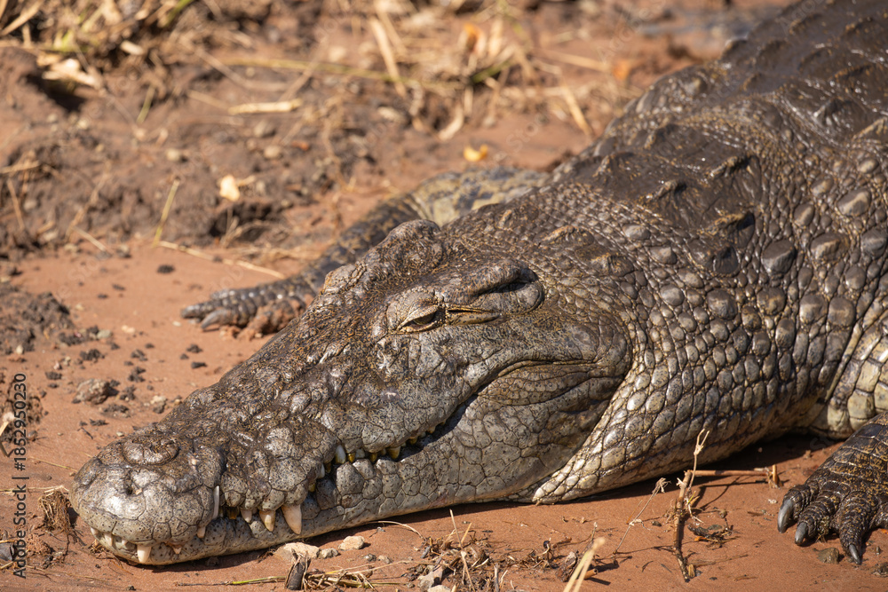 Fototapeta premium Close up of a wild crocodile in Botswana, Africa