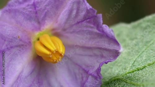 Eggplant flower macro closeup purple petal yellow stamen detail green leaf garden nature blossom fresh eggplant flower purple petal macro closeup