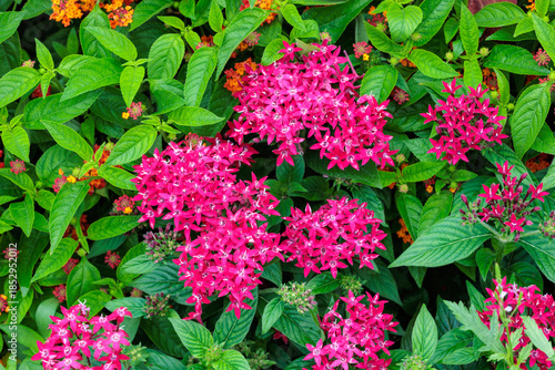 Beautiful blooming red pentas flowers in the summer garden.