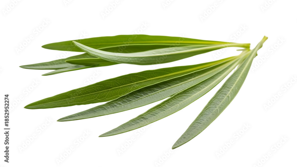 Obraz premium Rosemary sprig isolated on transparent background