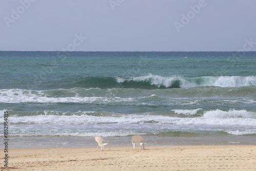 white pelicans on the beach of the Mediterranean Sea, Israel.