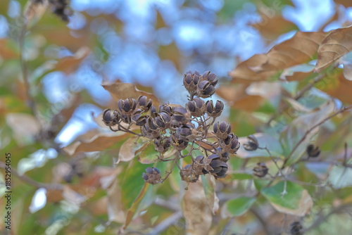 Close up of a branch of a tree with leaves and seeds.