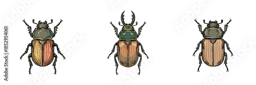 Illustration of three different beetles on a white background for entomology and nature concept