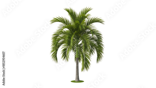 Palm tree isolated on transparent background