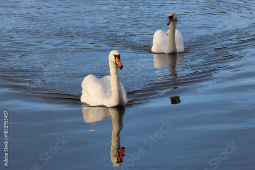 Bilde på lerret Pair of mute swans on a lake