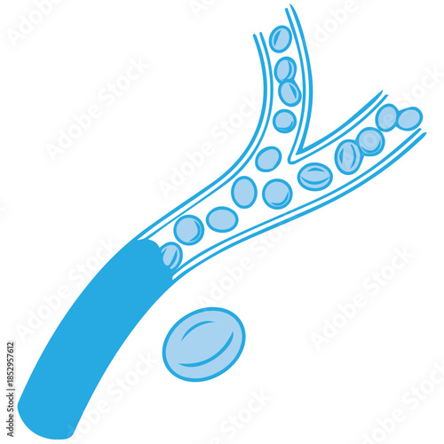 Human Blood Circulation