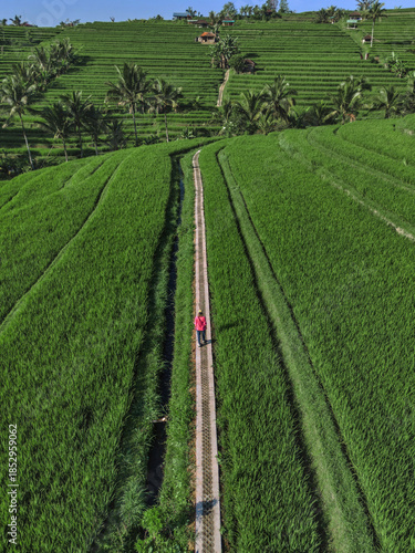 Aerial View Woman Walking Path Through Emerald Rice Paddies, Solo Traveler In Red Jacket