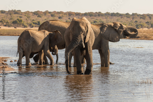 Canvas Print Wild elephants in Botswana, Africa