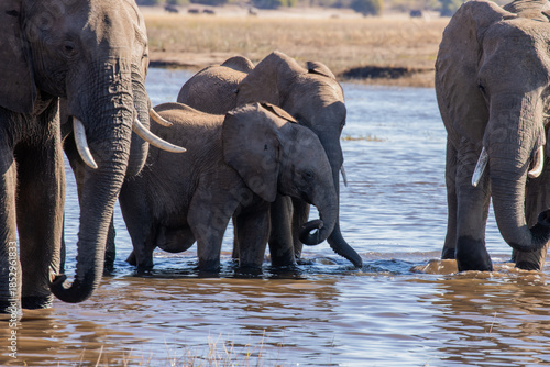 Photography Wild elephants in Botswana, Africa