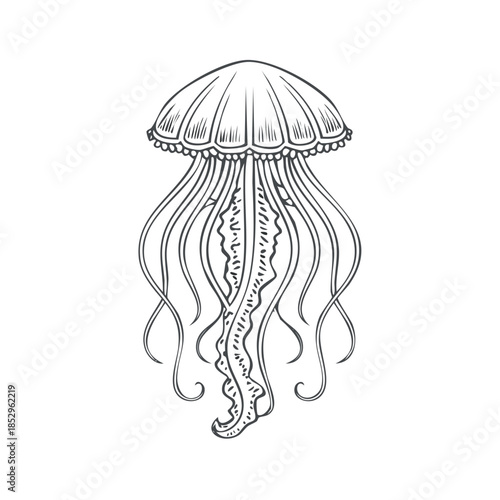Elegant Ink Sketch of a Jellyfish with Flowing Tentacles and Detailed Bell Shape for Marine Illustration