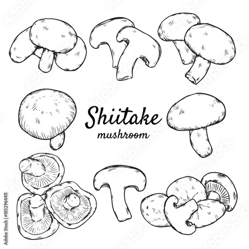 Set of hand drawn Shiitake mushroom outline drawing illustration