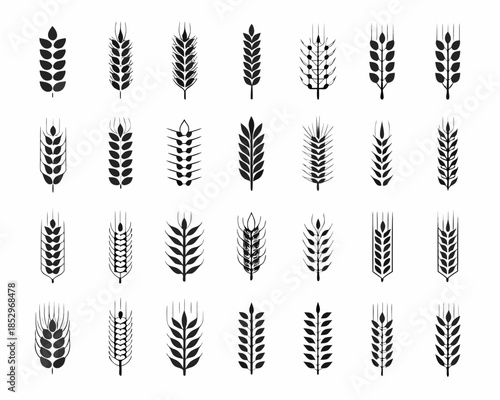 Variety of wheat and grain stalks in a black and white arrangement