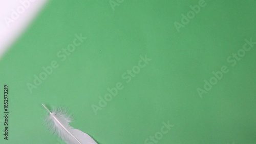 Feathers. Slow Motion of white feathers or bird wings falling against green screen background studio. Slowmotion soft feather falling down on air slowly to ground on greenscreen backdrop chroma key.
