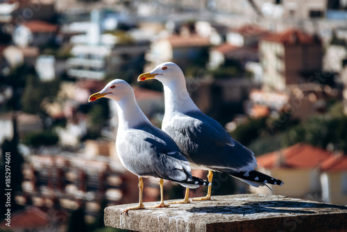 Two seagulls standing on a stone pillar with Roquebrune Cap Martin village in the background