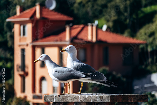 Two seagulls standing on a stone pillar with Roquebrune Cap Martin village in the background