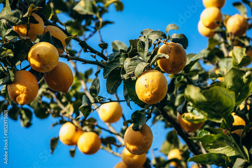 Ripe lemons growing on lemon trees in a garden in Menton on the French Riviera