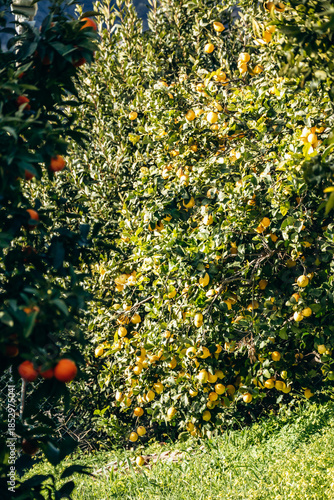 Ripe lemons growing on lemon trees in a garden in Menton on the French Riviera