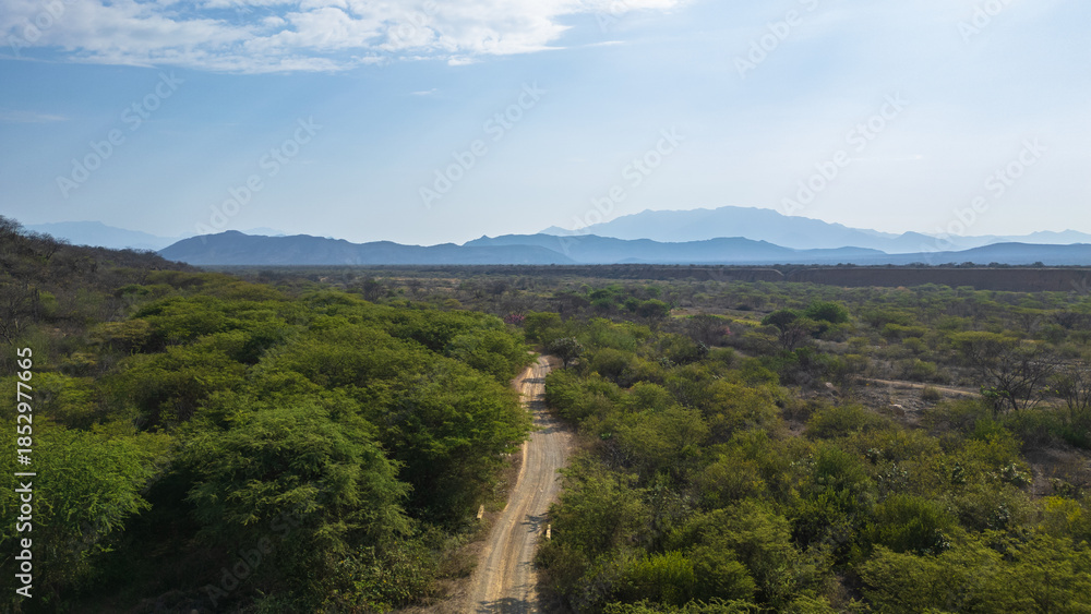 Fototapeta premium Dry tropical forest landscape in Lambayeque, Peru, highlighting native vegetation and the unique equatorial ecosystem of northern Peru
