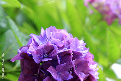 雨上がりのアジサイ