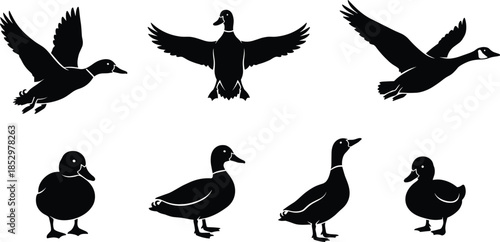 Flying Duck Silhouette Set with Multiple Poses Showing Waterfowl Wildlife Birds for Nature Hunting Logo Icon Design and Illustration Use