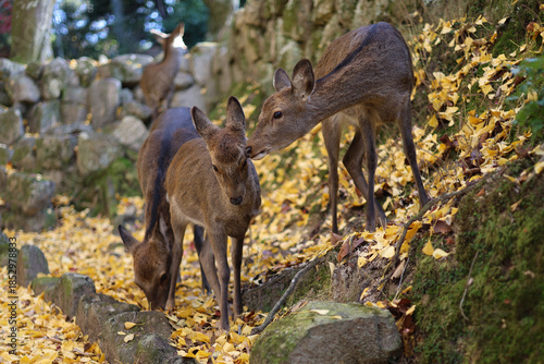 Wallpaper Mural 秋の宮島：イチョウの落ち葉と戯れるシカの群れ Torontodigital.ca