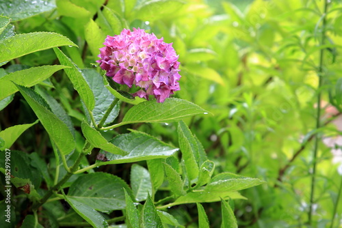 雨に濡れるアジサイ