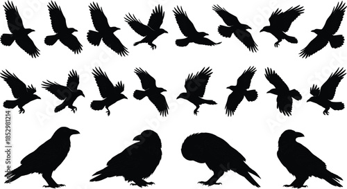Raven and crow silhouettes flying perched black bird vector illustration collection isolated for wildlife nature gothic design projects branding posters