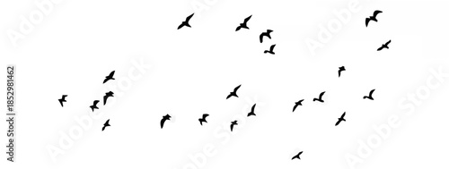 Silhouetted Birds in Flight A...