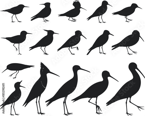 Shorebird silhouettes collection showing different standing poses black vector illustration isolated on white background wildlife coastal bird study design