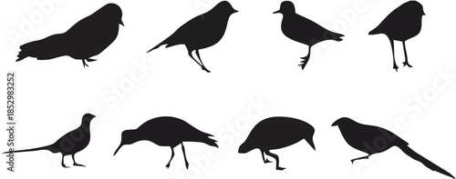 Assorted Birds - Design Eleme...