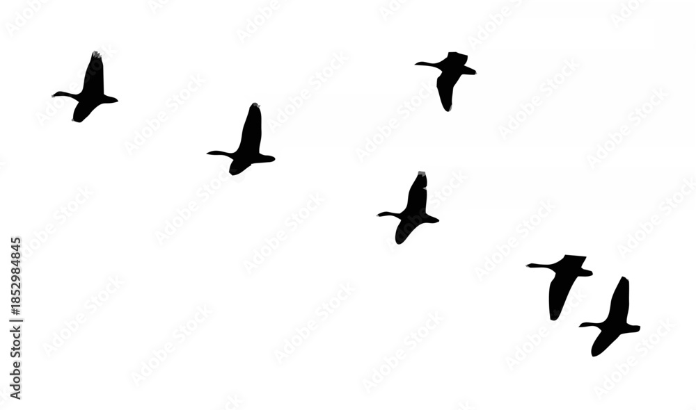 Fototapeta premium Canada geese flying in format...